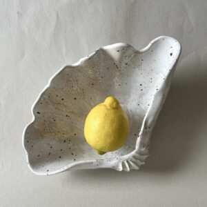 Tridacna - snäckskal